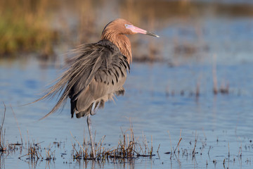 Reddish Egret Behavior at Merritt Island National Wildlife Refuge
