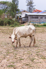 thai white cow in field