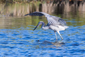 Reddish Egret Behavior at Merritt Island National Wildlife Refuge