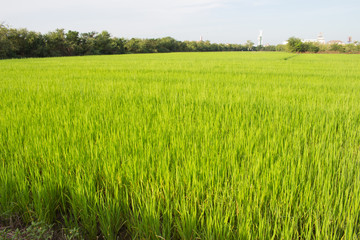 Fototapeta premium Green rice fields in Thailand. Fresh spring green grass.Cornfield background. Rice Background 