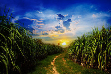 Sunset Sugarcane field and road with white cloud in Thailand