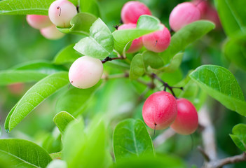 Carissa carandas Linn, Bengal-Currants, Carandas-plum,  fruits and herbs. 