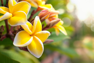 Yellow plumeria or frangipani flower in morning light