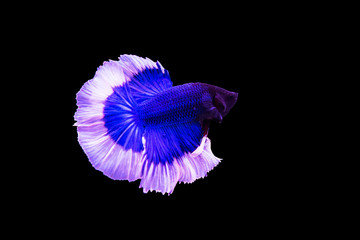 Siamese blue fighting fish isolated on black background.