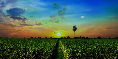 Sunset Sugarcane field and road with white cloud in Thailand