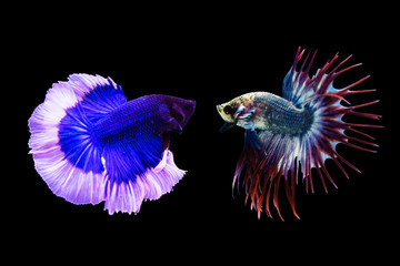 Siamese red and blue fighting fish isolated on black background.