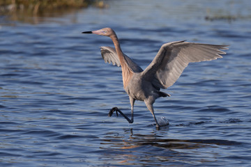 Reddish Egret Behavior at Merritt Island National Wildlife Refuge