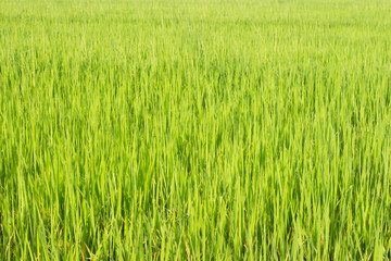 Green rice fields in Thailand. Fresh spring green grass.Cornfield background. Rice Background
