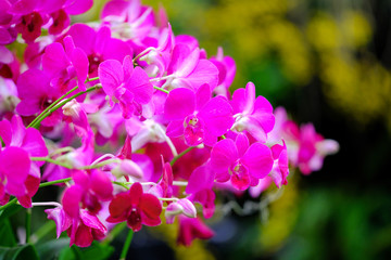 Naklejka na ściany i meble Orchid beautiful in garden at Thailand