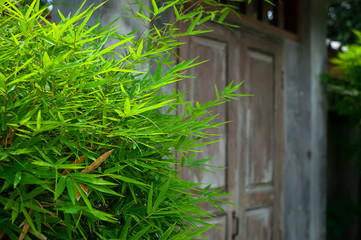 Bamboo leaves with the door in the background