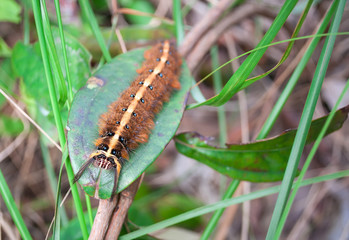 Hairy Caterpillar with antennas on the green leafs