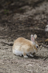 大久野島のうさぎ