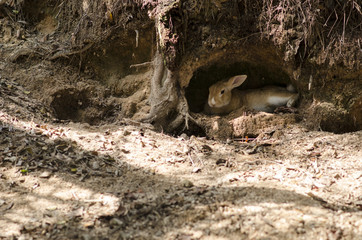 大久野島のうさぎ