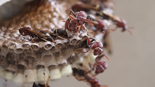 Wasp Hive While Caring