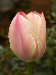 tulip flower in bloom in spring