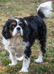 Tri-Color Caviler King Charles in Yard
