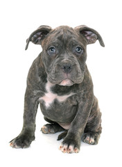 Fototapeta premium puppy american staffordshire terrier