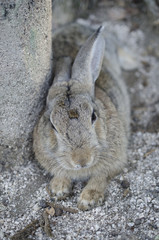 大久野島のうさぎ