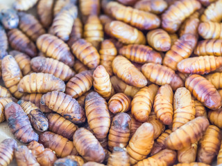 Life cycle of silkworm. Pattern of caterpillars.