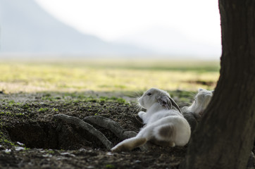 大久野島のうさぎ