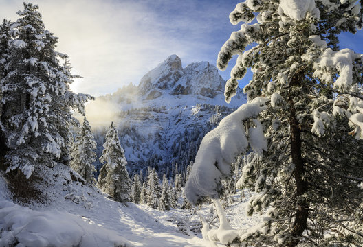 The sun illuminates the snowy trees and Sass De Putia in the background, Passo Delle Erbe, Funes Valley, South Tyrol