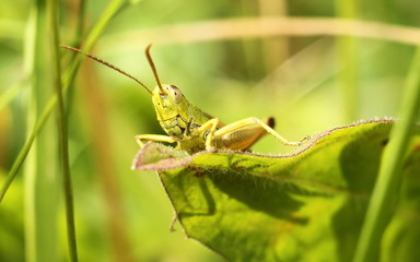 grasshopper