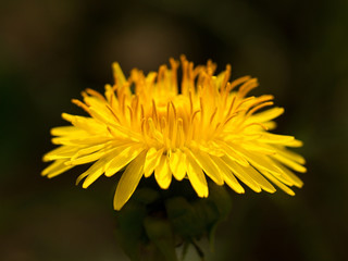 blooming dandelion in a meadow