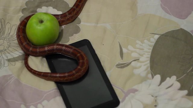 A little coluber is not dangerous! The reptile left the gift next to the ipod and just is going out for a walk
