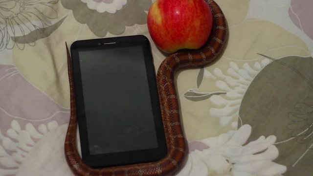 One cute snake creeps on the pod, interestingly wriggling. The reptile already found a new apple