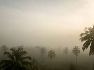 Fototapeta na wymiar coconut trees with fog in dawn background