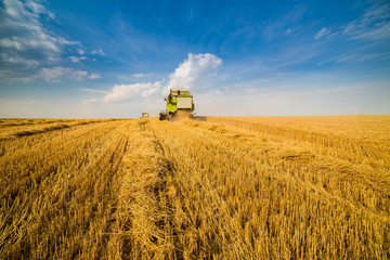 Fototapeta premium Combine harvester in action on wheat field
