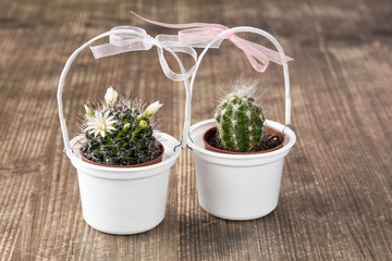 Two cactuses decorated with bows