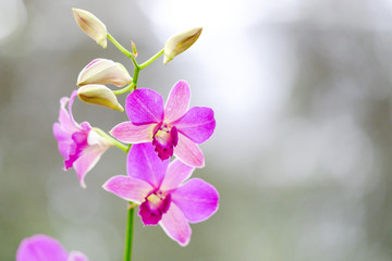 Orchid beautiful in garden at Thailand