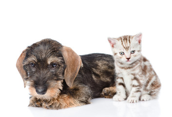 Wire-haired dachshund puppy and tiny kitten sitting in front view. isolated on white 
