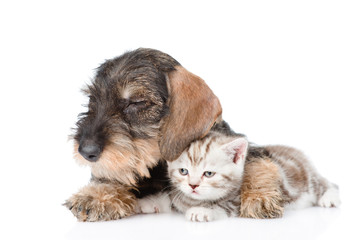 Puppy hugging kitten. isolated on white background