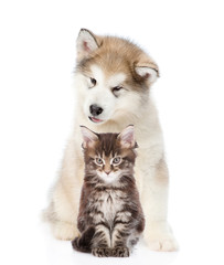 Alaskan malamute puppy sitting with maine coon cat. isolated on white 