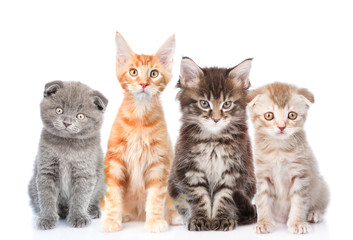 Large group of small cats sitting in front. Isolated on white 