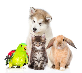 Group of pets. Isolated on white background