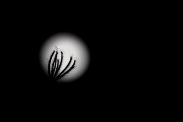 silhouette of grass flower with blurry full moon background.