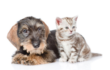 Wire-haired dachshund puppy and tiny kitten sitting in front view. isolated on white 