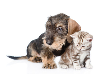 Wire-haired dachshund puppy hugging tiny kitten. isolated on white