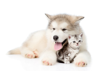 Dog embracing kitten. isolated on white background
