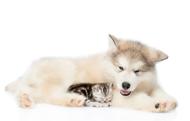 Naklejka na ściany i meble Tiny cat sleep with alaskan malamute puppy. isolated on white 