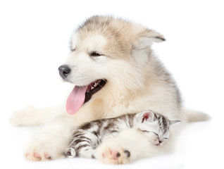 Kitten sleeps on the puppy's paws. isolated on white background