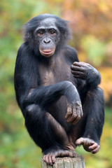 Obraz premium Bonobo