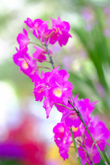 Fototapeta na wymiar Orchid beautiful in garden at Thailand