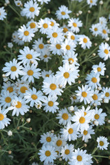 Background of white Pyrethrum flowers