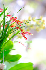 Orchid beautiful in garden at Thailand
