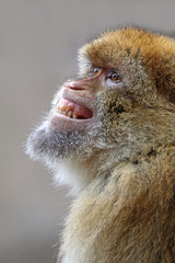 Barbary macaque