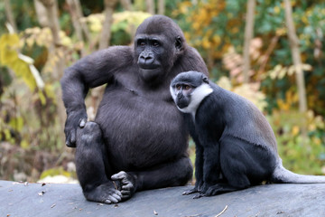 Obraz premium Gorilla and L'Hoest's monkey